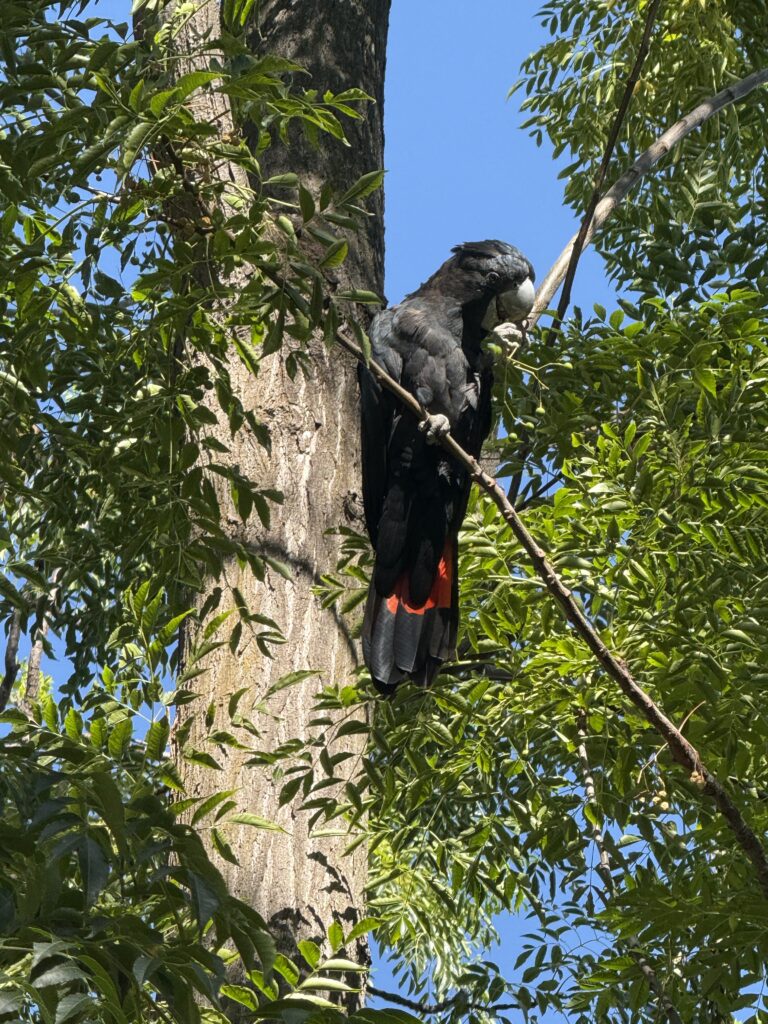 Red tail black cockatoo